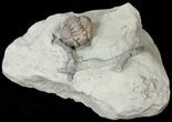 Enrolled Flexicalymene Trilobite With Bryozoan #14137-1